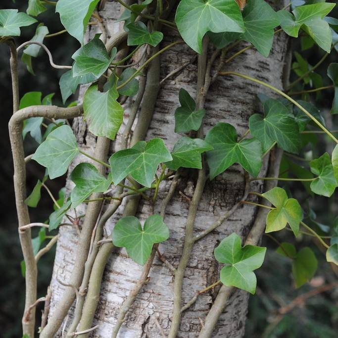 English ivy (Hedera helix var. baltica) plant
