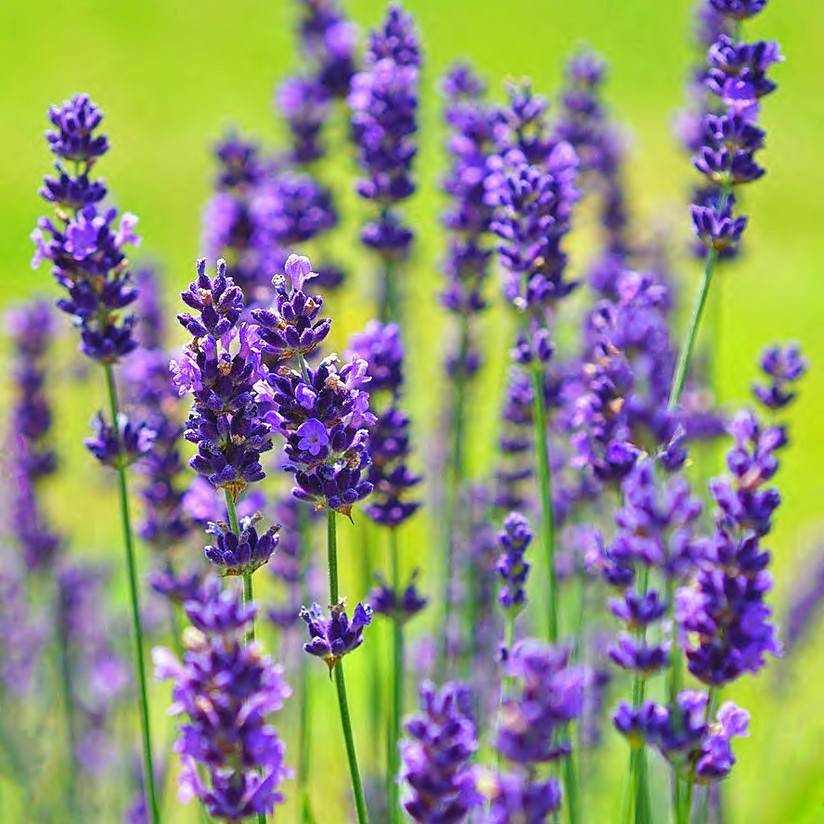 English lavender (Lavandula angustifolia 'SuperBlue') plant