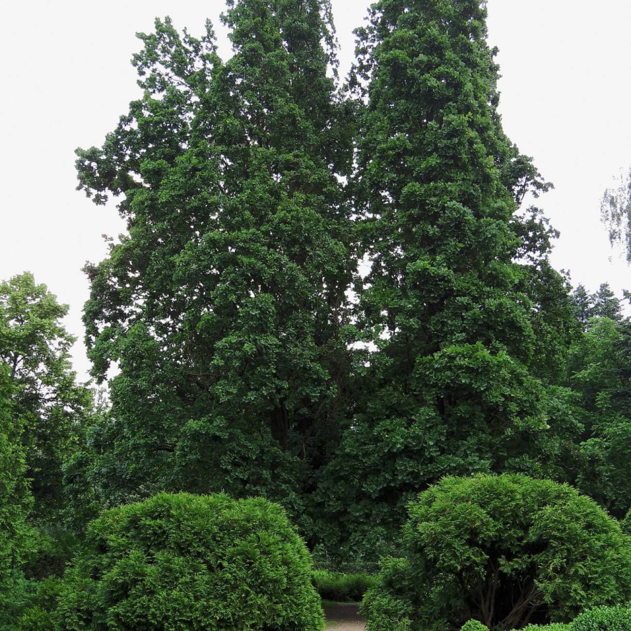 English oak (Quercus robur f. fastigiata) plant