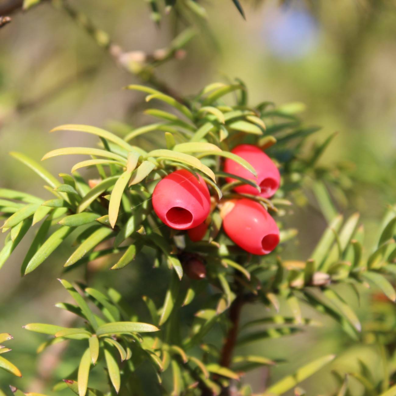 English yew (Taxus baccata 'Watnong Gold') plant
