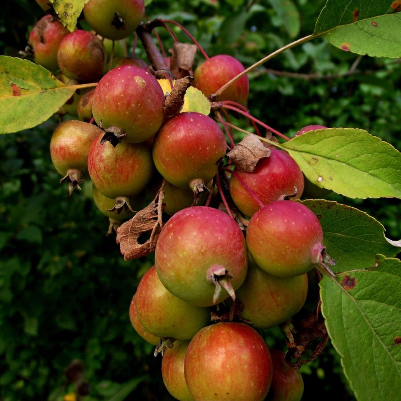 European crabapple (Malus sylvestris) plant
