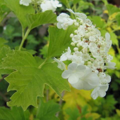 European cranberrybush (Viburnum opulus 'Xanthocarpum') plant