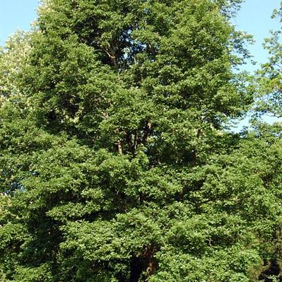 European linden (Tilia europaea) plant
