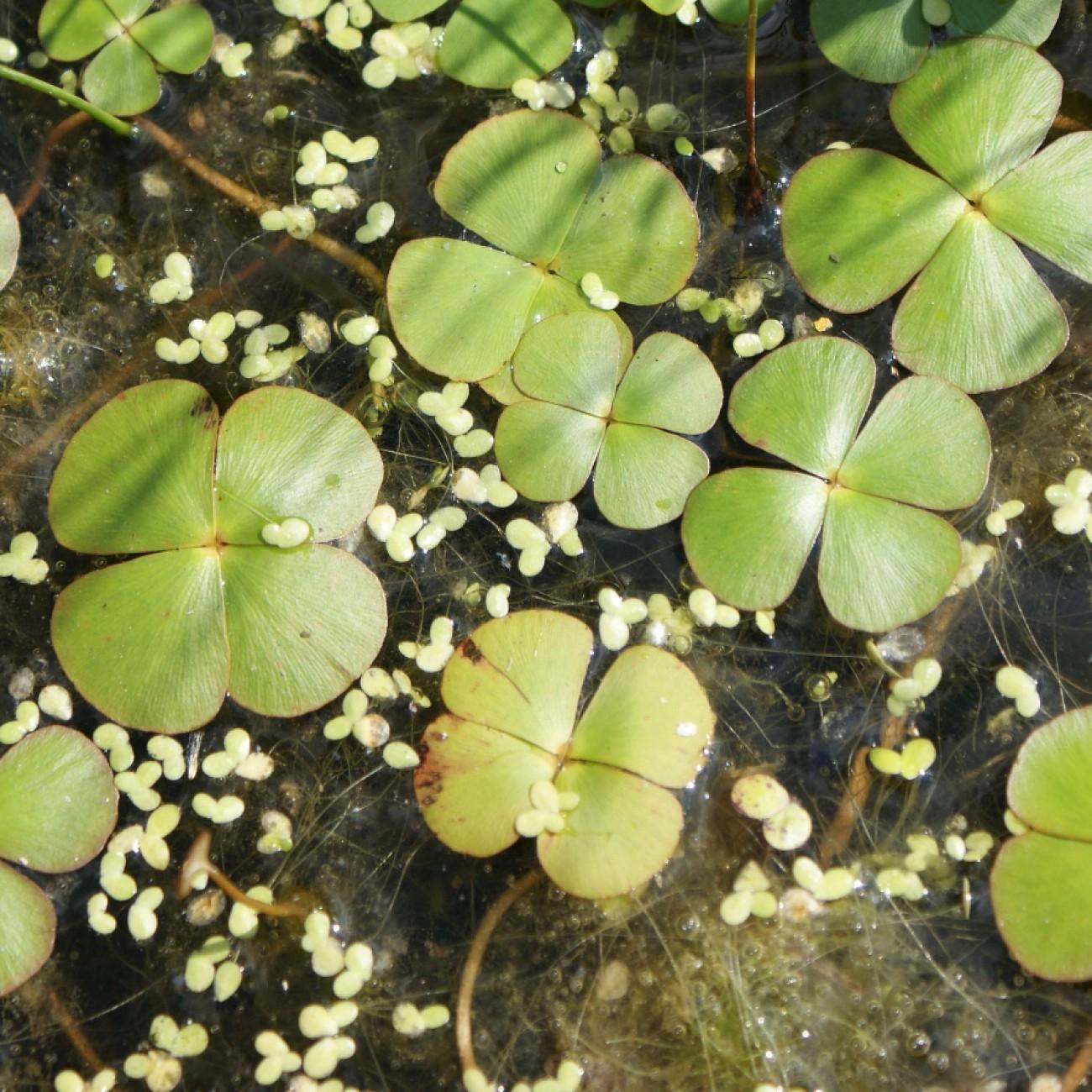 European water clover (Marsilea quadrifolia) plant