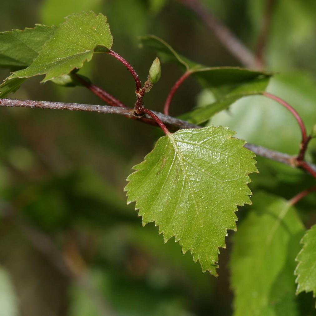 European white birch (Betula pendula) plant — close-up photo