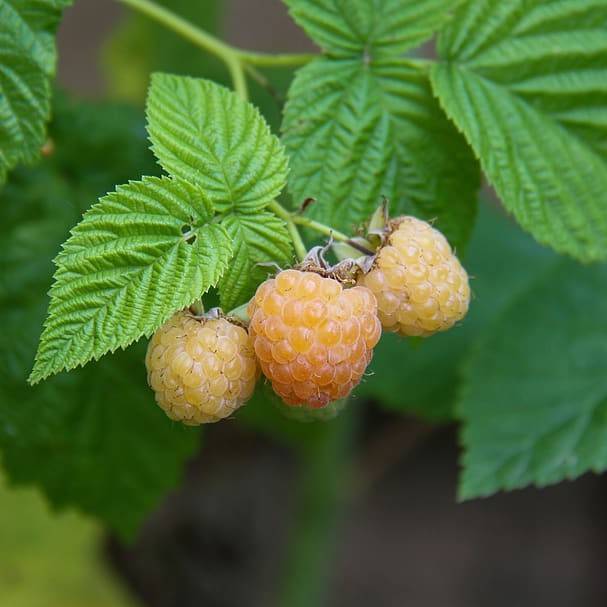everbearing raspberry (Rubus idaeus 'Kiwigold') plant