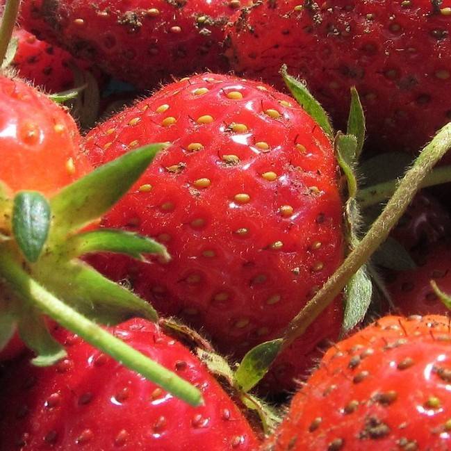 everbearing strawberry (Fragaria 'Tribute') plant