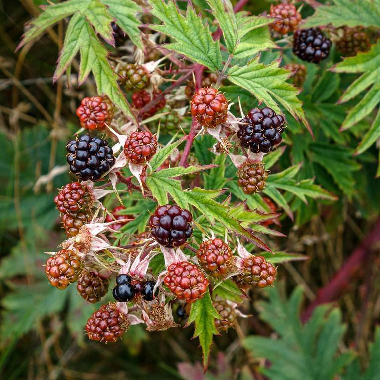 evergreen blackberry (Rubus laciniatus) plant