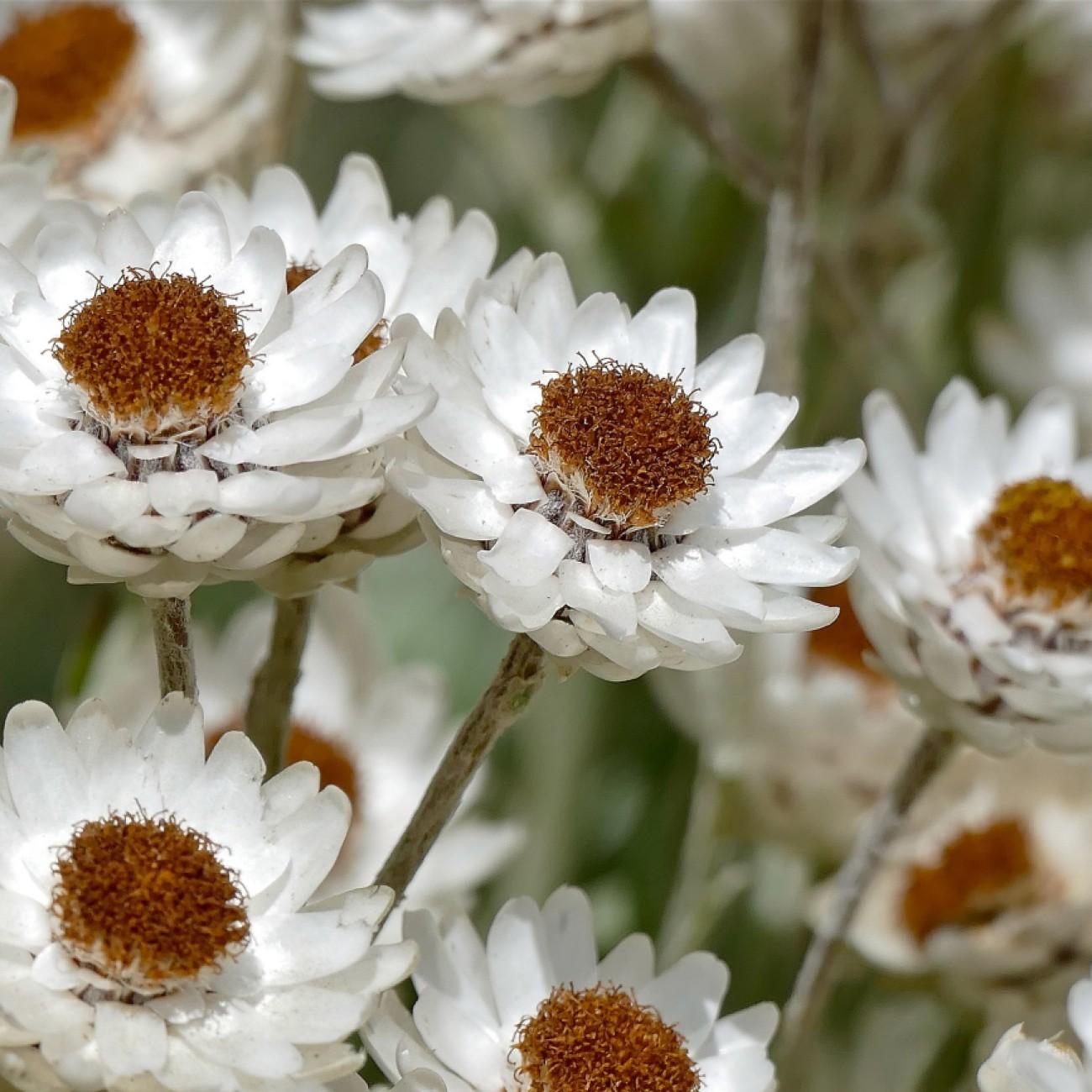 everlasting flower (Helichrysum bellum) plant