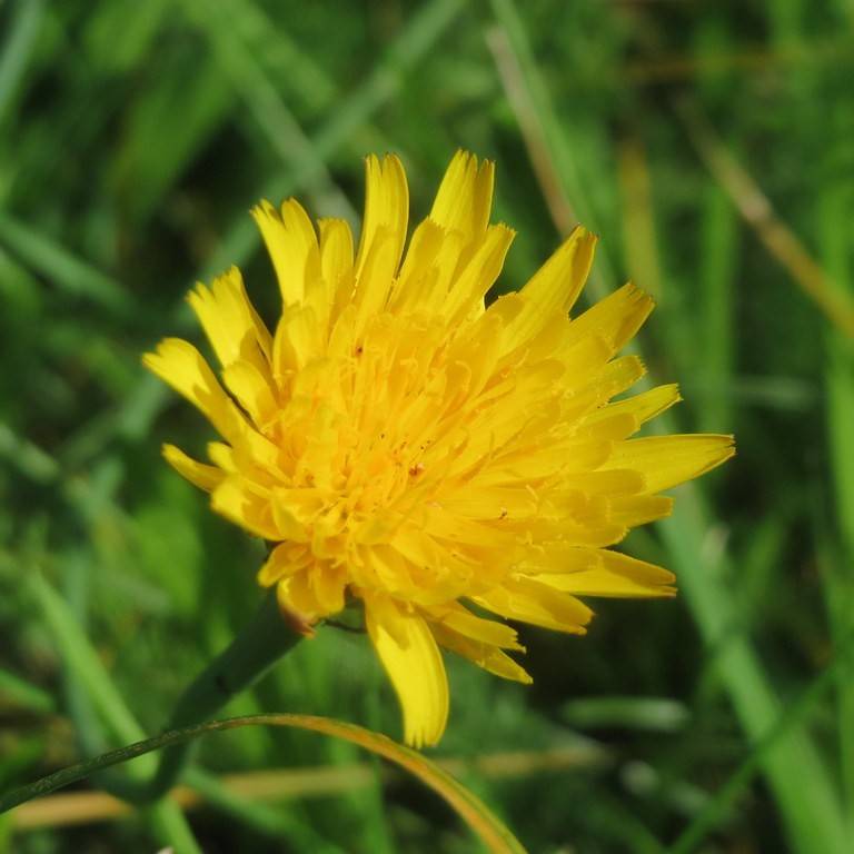 false dandelion (Hypochaeris radicata) plant