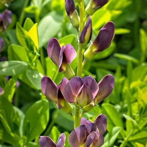 false indigo (Baptisia variicolor 'Twilite' TWILITE PRAIRIEBLUES) plant — close-up photo