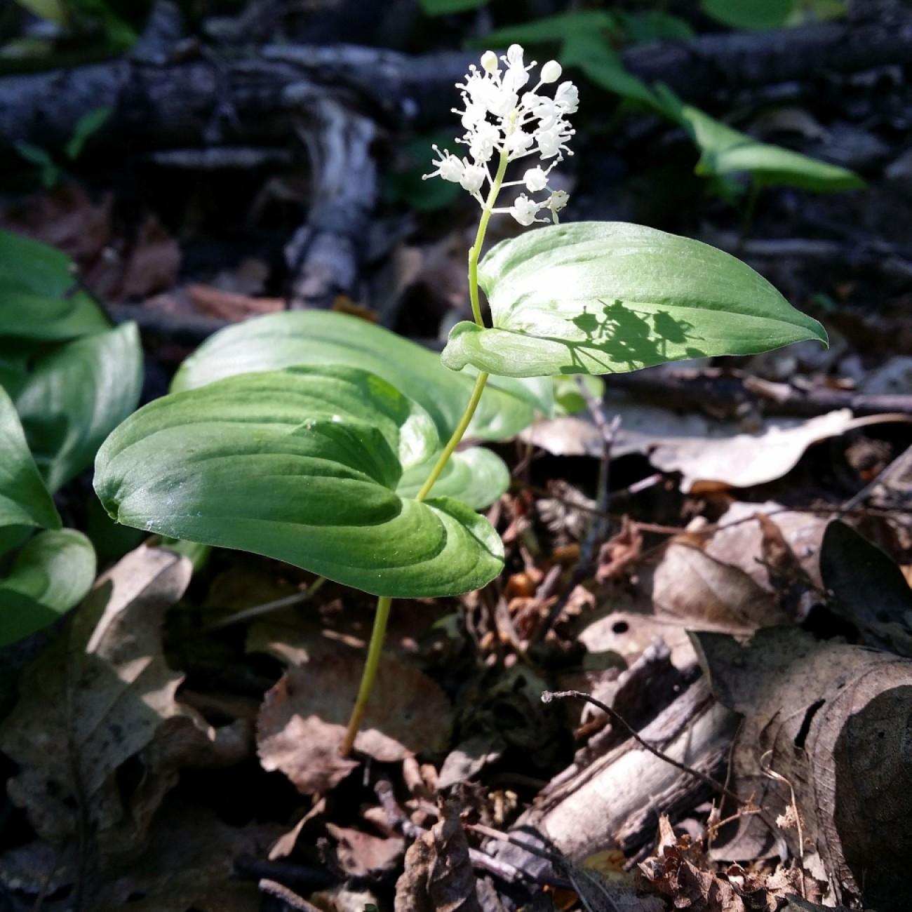 false lily-of-the valley (Maianthemum dilatatum) plant