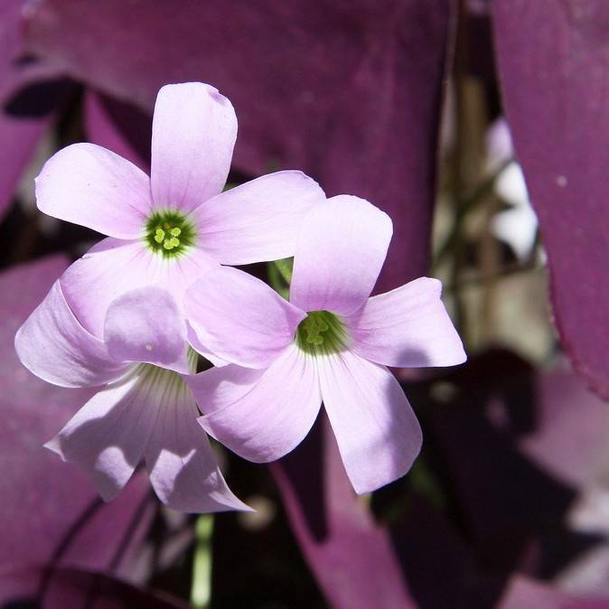 false shamrock (Oxalis triangularis) plant