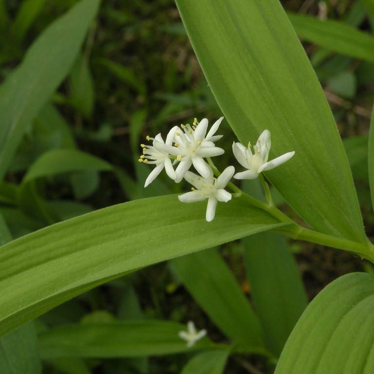 false Solomon's seal (Maianthemum stellatum) plant