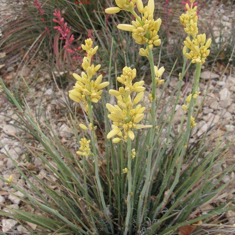 false yucca (Hesperaloe parviflora (yellow form)) plant