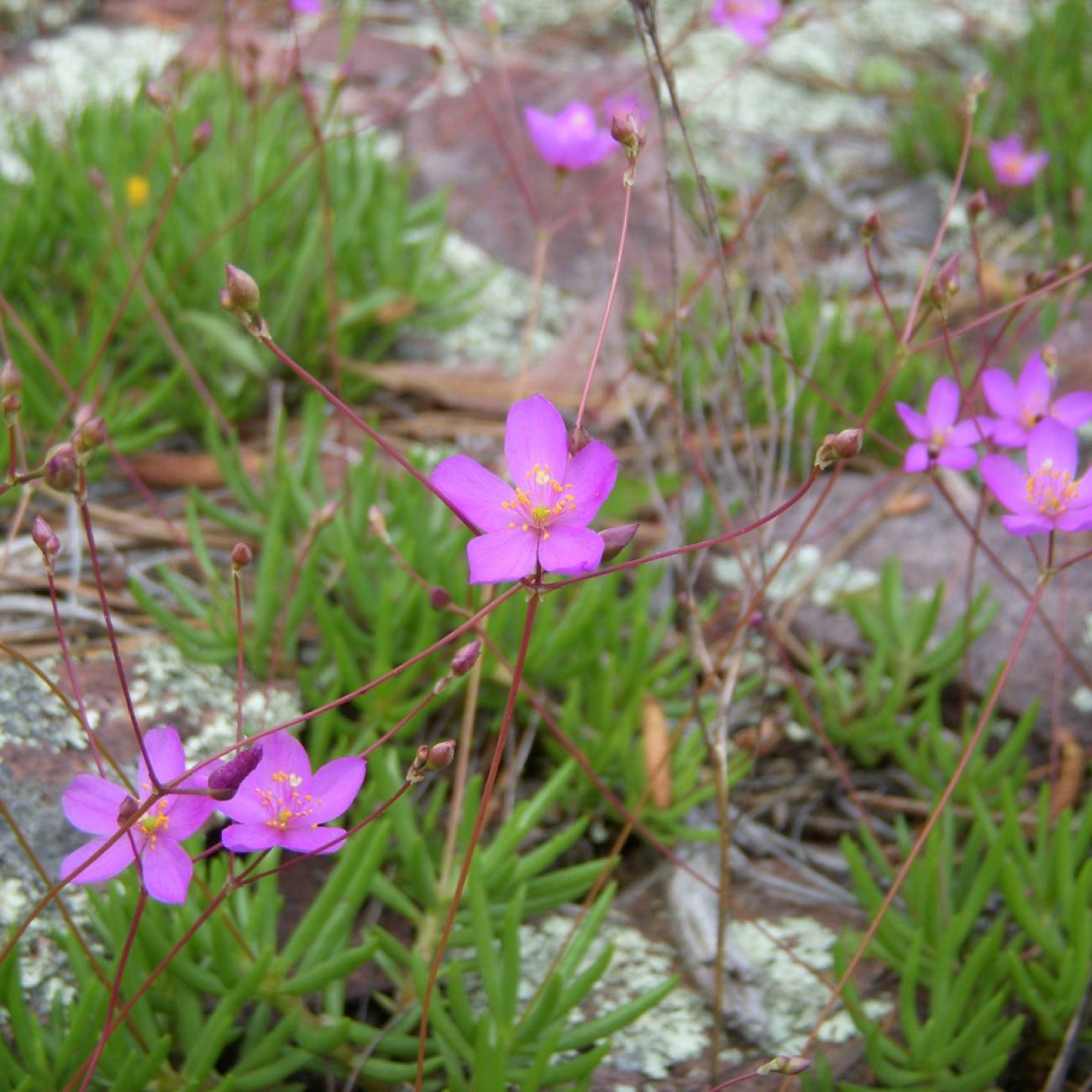 fameflower (Phemeranthus calycinus) plant