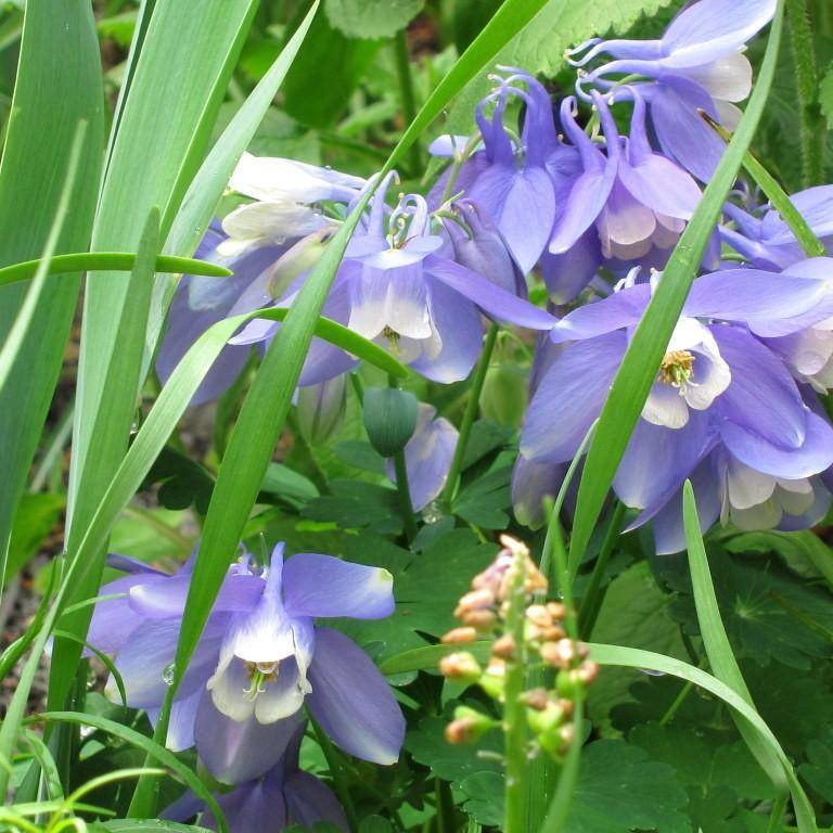 fan columbine (Aquilegia flabellata var. pumila 'Silver Edge') plant — close-up photo
