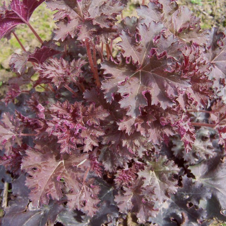fancy-leafed coral bells (Heuchera micrantha cvs.) plant