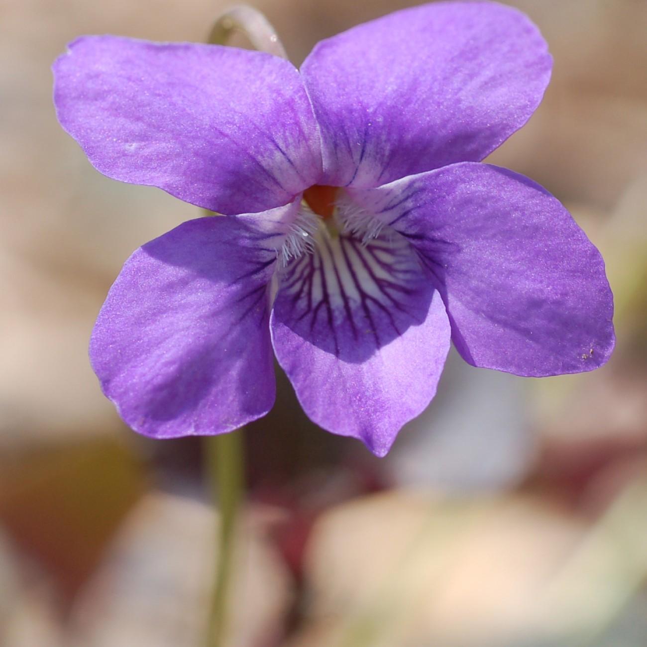 fanleaf violet (Viola 'Dancing Geisha') plant