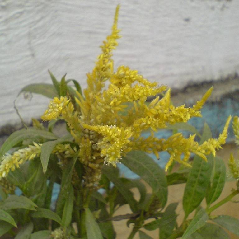 feather celosia (Celosia argentea (Plumosa Group) 'Sylphid') plant — close-up photo
