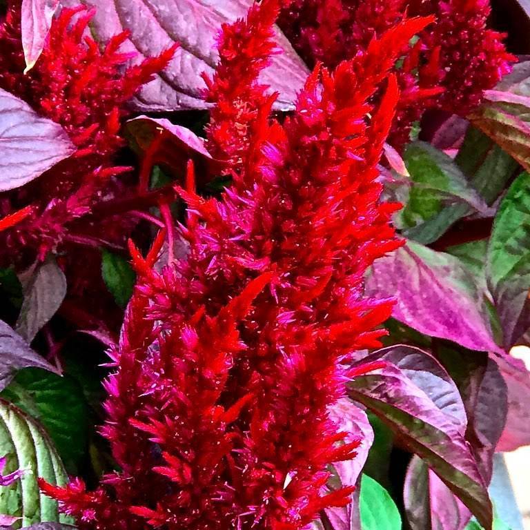 feather celosia (Celosia argentea (Plumosa Group) 'New Look') plant — close-up photo