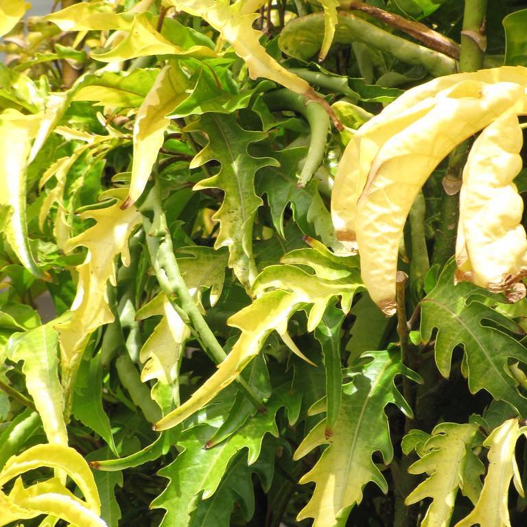 fern-leaf aralia (Polyscias filicifolia) plant