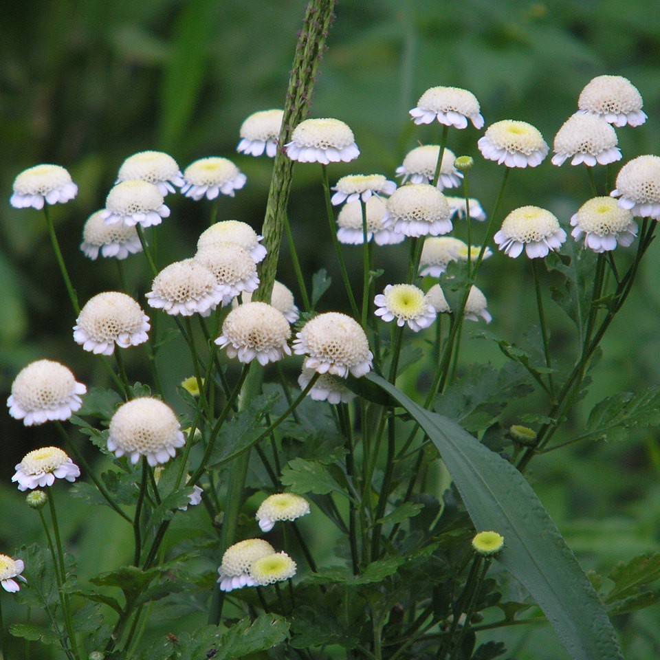 feverfew (Tanacetum parthenium 'White Pompon') plant