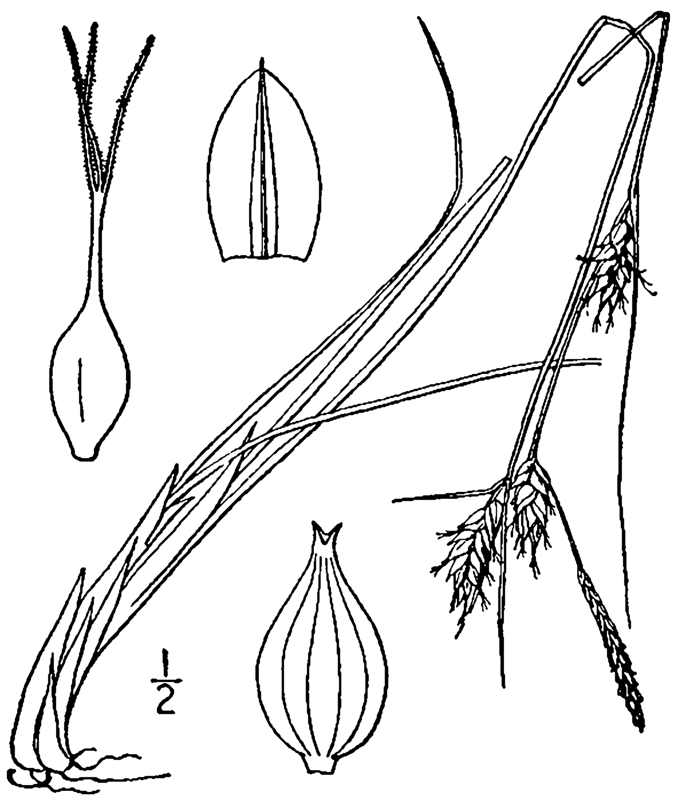 Few Seed Sedge (Carex oligosperma) plant