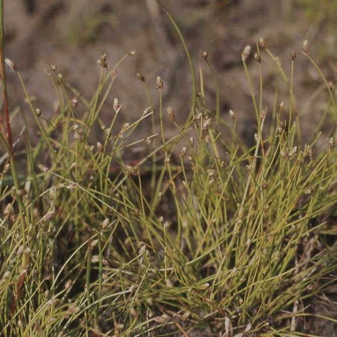 fiber optic grass (Isolepis cernua) plant