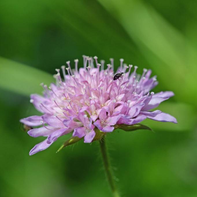 field scabious (Knautia arvensis) plant