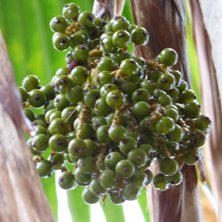 Fiji palm (Pritchardia pacifica) plant