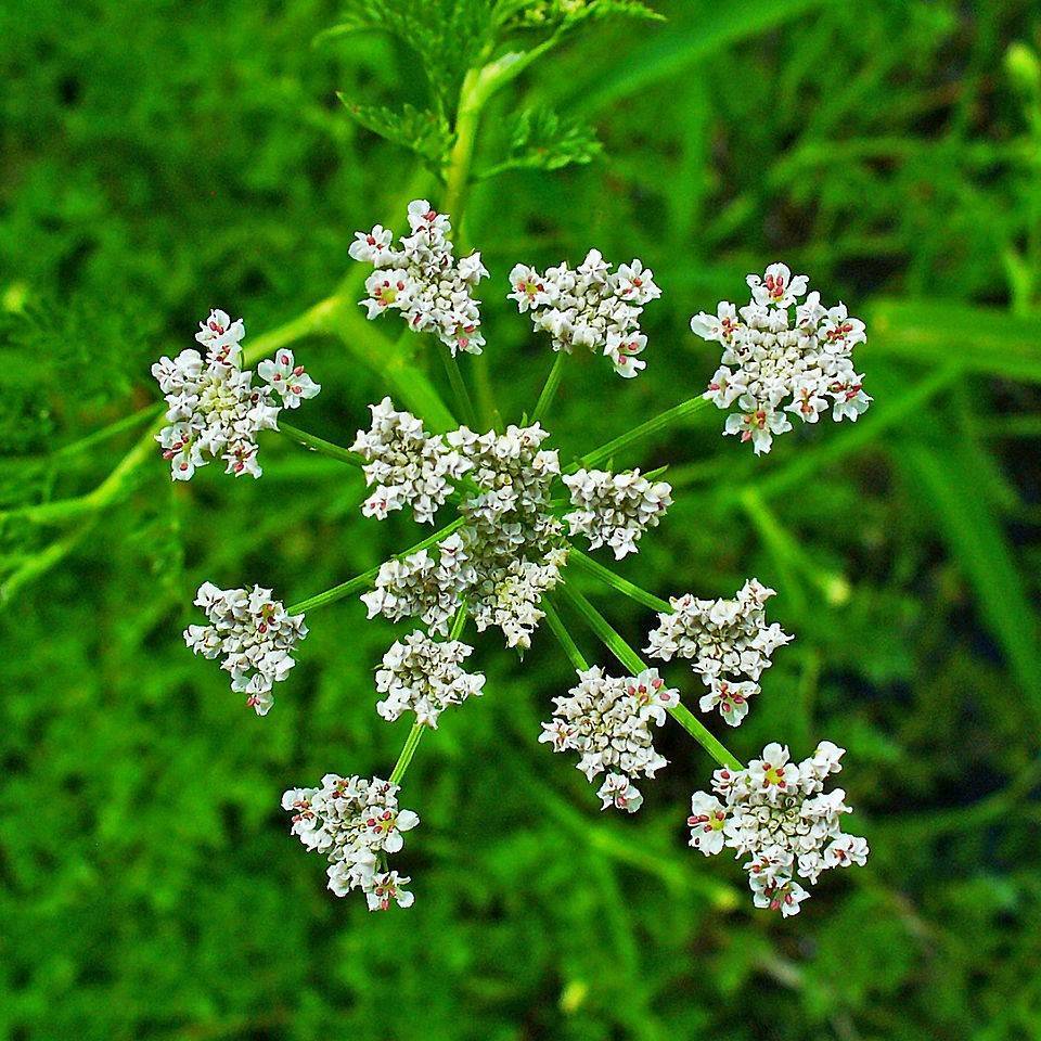 fine-leaved water dropwort (Oenanthe aquatica) plant