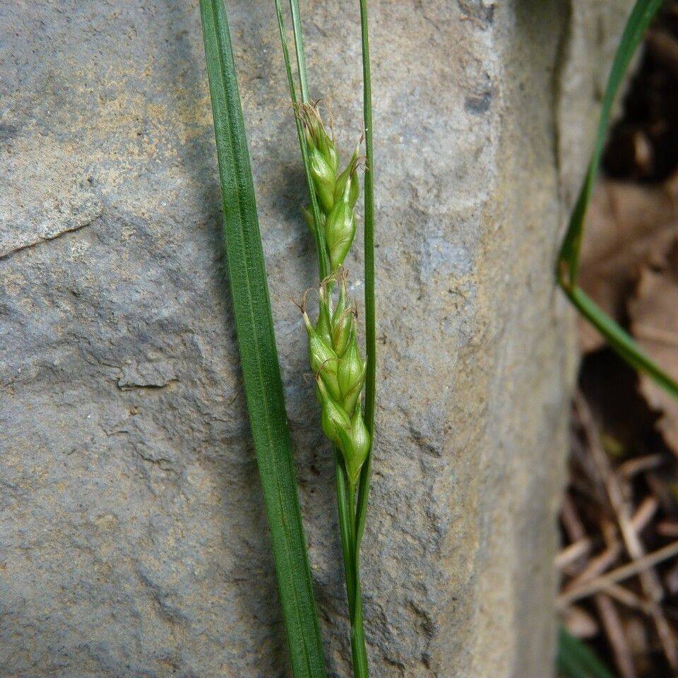 Finely Nerved Sedge (Carex leptonervia) plant