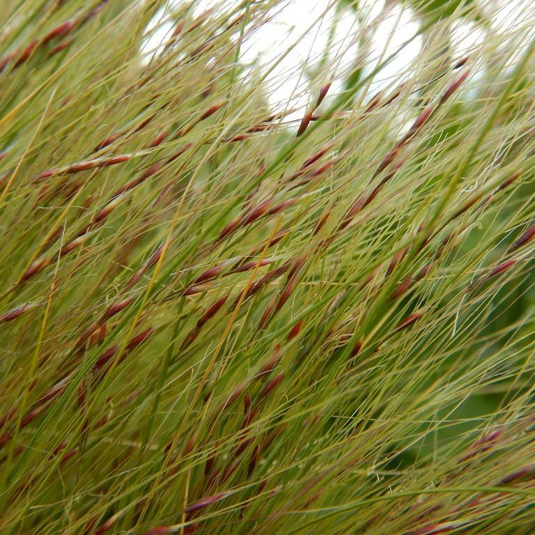 finestem needlegrass (Nassella tenuissima) plant