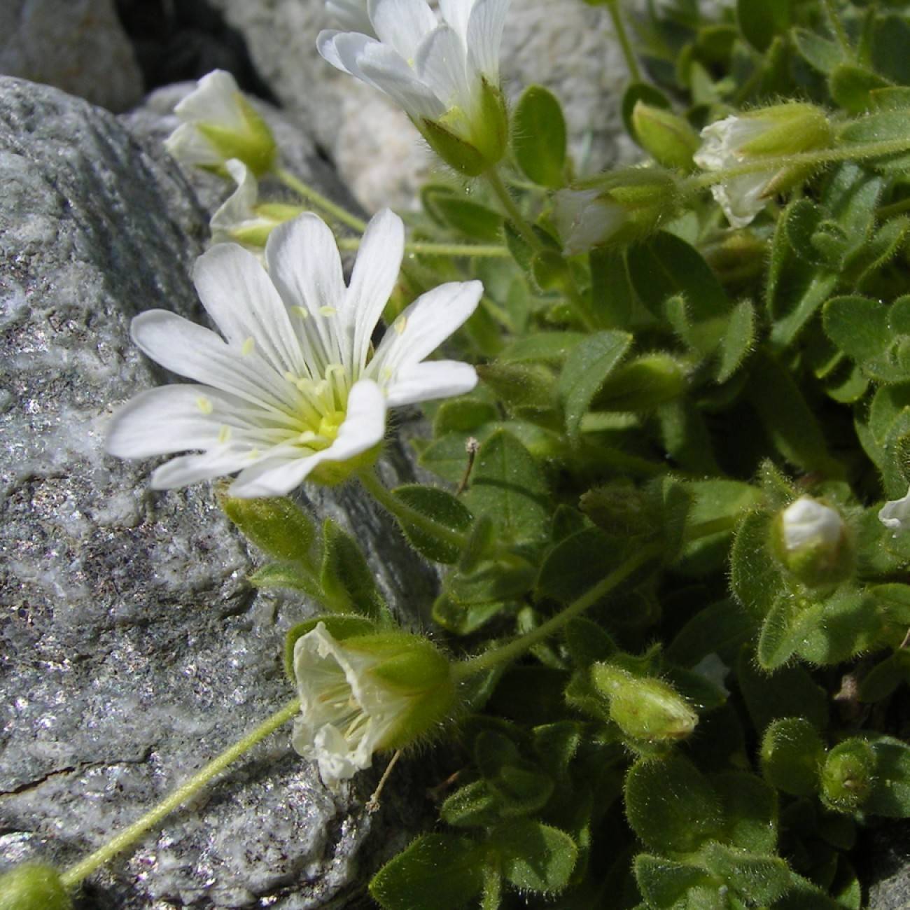 Fischer's Chickweed (Cerastium fischerianum) plant