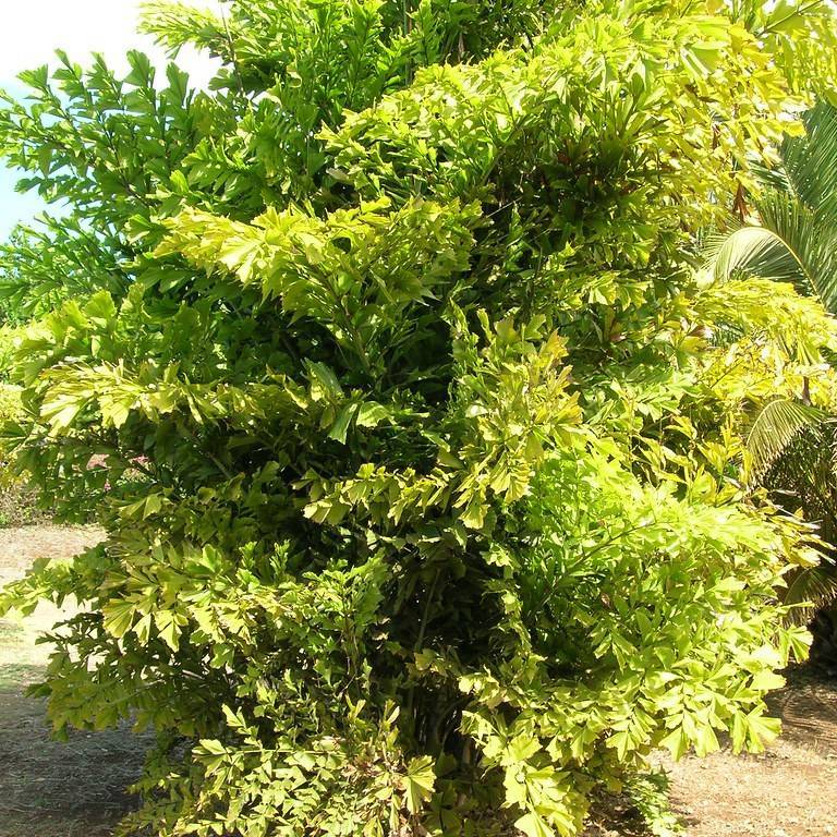 fishtail palm (Caryota mitis) plant
