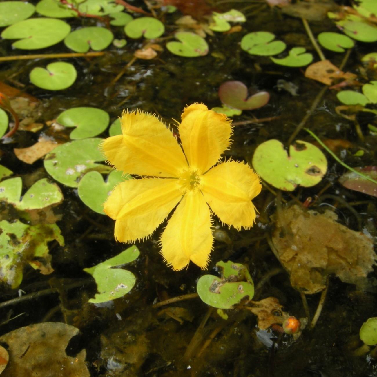 floating heart (Nymphoides aurantiaca) plant