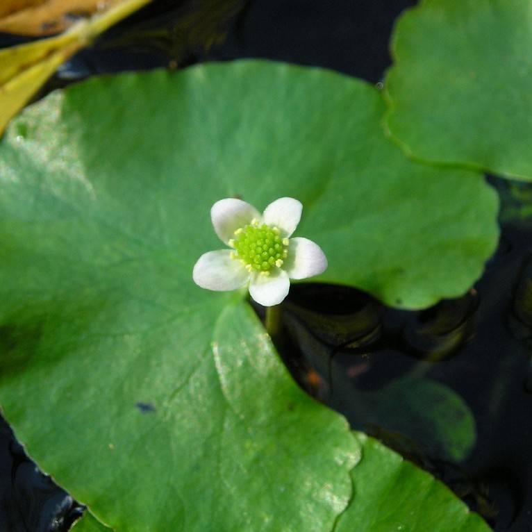Floating Marsh Marigold (Caltha natans) plant