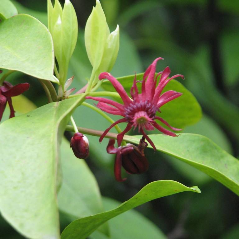 Florida anise tree (Illicium floridanum) plant