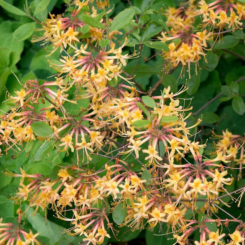 Florida azalea (Rhododendron austrinum) plant