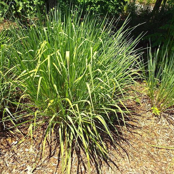 Florida paspalum (Paspalum floridanum) plant