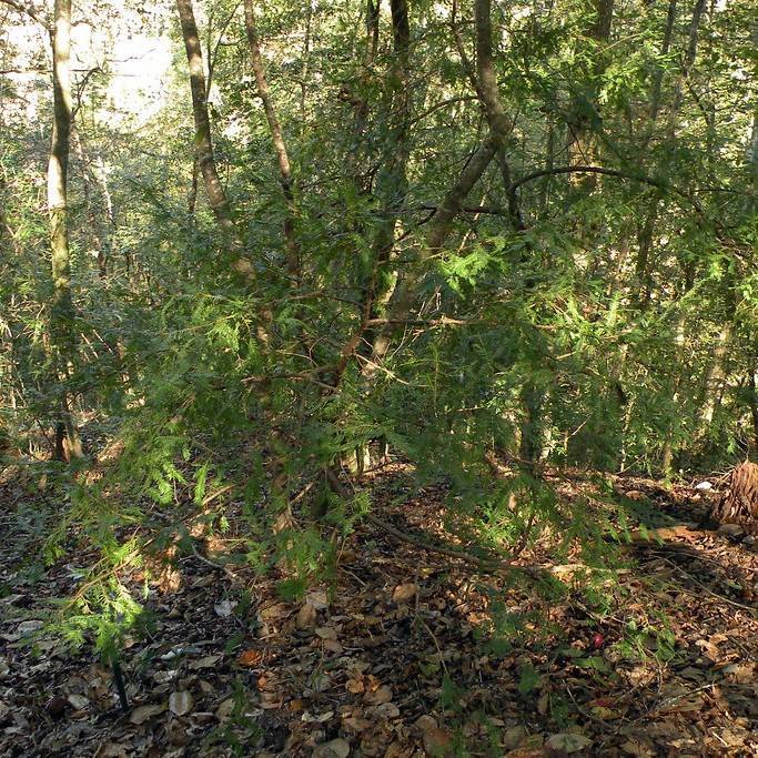 Florida yew (Taxus floridana) plant