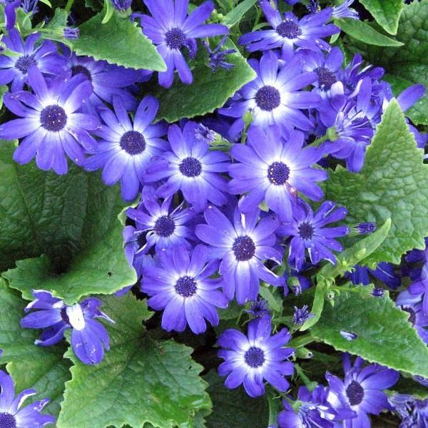 florist's cineraria (Pericallis hybrida) plant