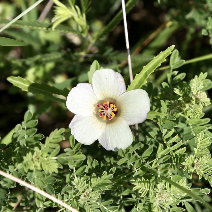 flower of an hour (Hibiscus trionum) plant