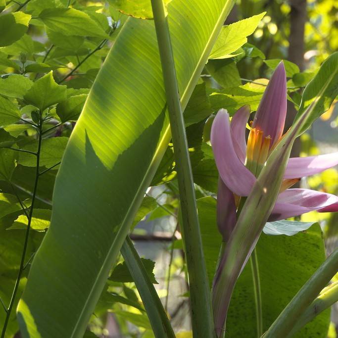flowering banana (Musa ornata) plant