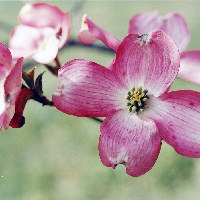 flowering dogwood (Cornus florida 'Cloud Nine') plant — close-up photo