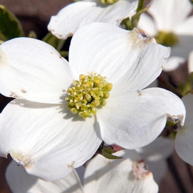 flowering dogwood (Cornus florida 'Daybreak') plant — close-up photo
