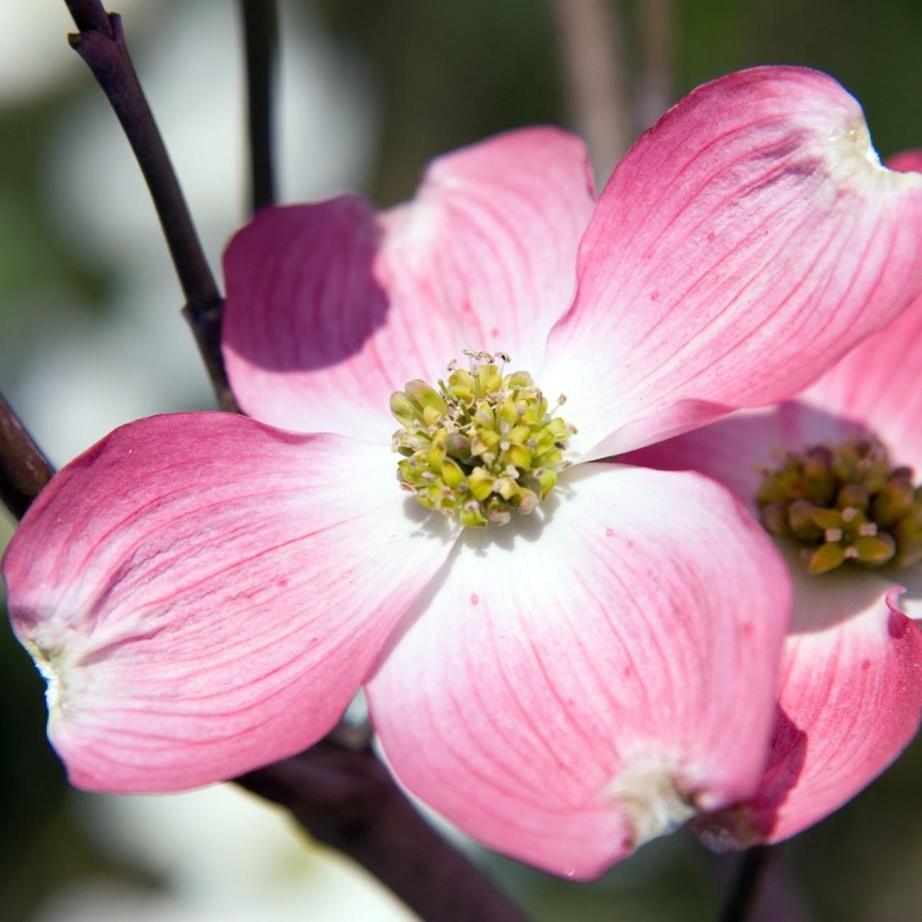 flowering dogwood (Cornus florida f. rubra) plant — close-up photo