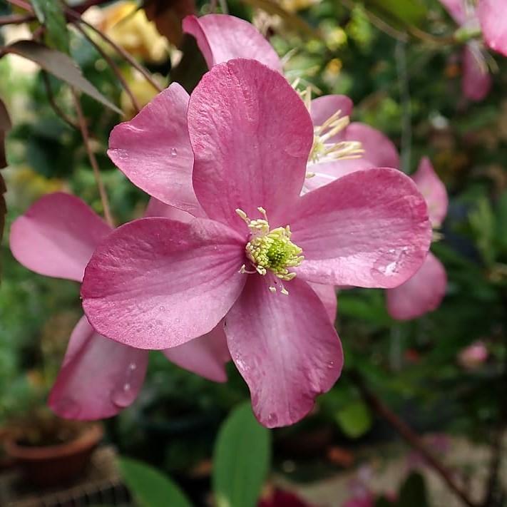 flowering dogwood (Cornus florida 'Purple Glory') plant — close-up photo