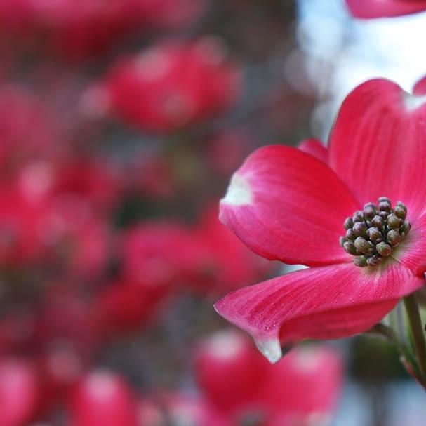 flowering dogwood (Cornus florida 'Royal Red') plant — close-up photo